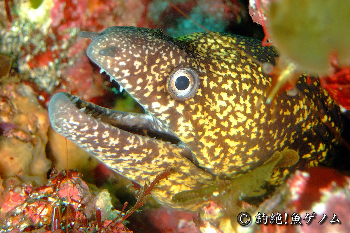 ウツボ専門 @ 釣絶！魚ゲノム