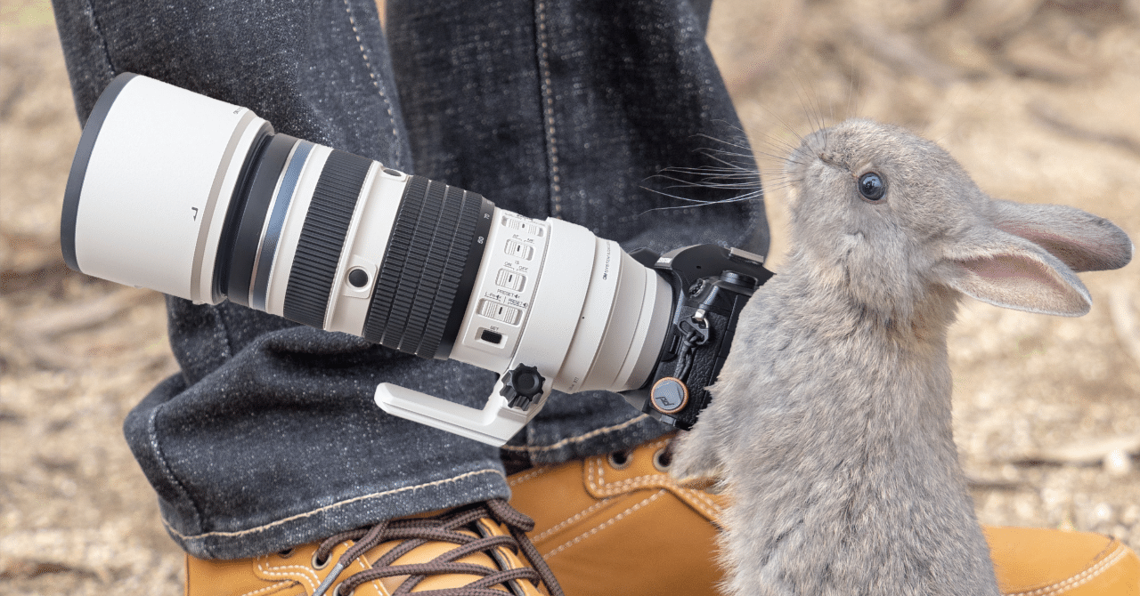 大久野島でウサギ撮影│50-200mm F2.8│OM SYSTEM｜もみじ卍ゅう