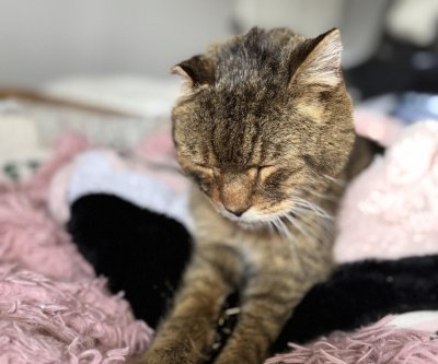 Ontario-womans-missing-cat-