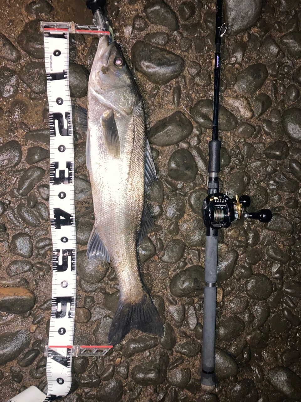 ZENAQ プレジール アンサー ソップモッドの最安値・インプレ・釣果